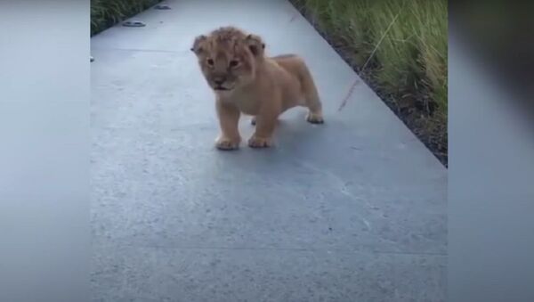 Lion Cub Trying To Roar Is The Cutest Thing Ever - Sputnik International