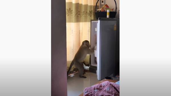 Finders Keepers: Monkey Steals Food From Fridge  - Sputnik International