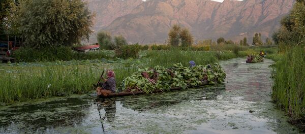 Kashmiri women row their shikara filled with fodder for cattle in the interiors of the Dal lake in Srinagar, Indian controlled Kashmir, Friday, Aug. 7, 2020 - Sputnik International
