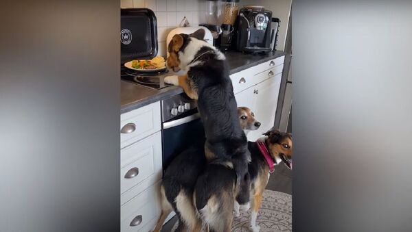 Hilarious moment three dogs help steal some leftover dinner from the kitchen counter!   - Sputnik International