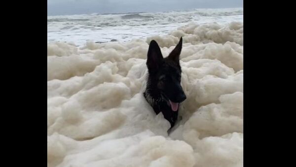 Dog in sea foam - Sputnik International