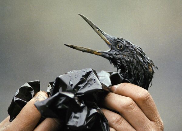 An oil-covered bird is examined on an island in Prince William Sound, Alaska in April 1989 following a massive oil slick that occurred after the tanker Exxon Valdez ran aground about 25 miles from Valdez, Alaska. - Sputnik International