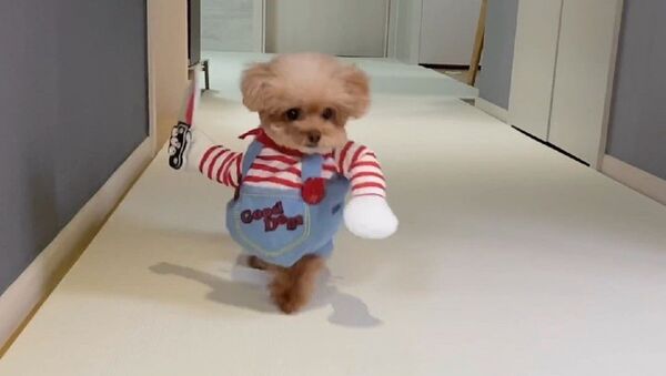 Little dog - Sputnik International