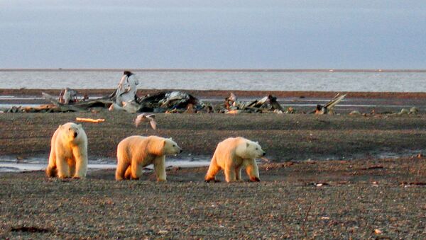 FILE PHOTO: Three polar bears are seen on the Beaufort Sea coast within the 1002 Area of the Arctic National Wildlife Refuge in this undated handout photo provided by the U.S. Fish and Wildlife Service Alaska Image Library on December 21, 2005. U.S. Fish and Wildlife Service Alaska Image Library/Handout via REUTERS  ATTENTION EDITORS - THIS IMAGE WAS PROVIDED BY A THIRD PARTY. EDITORIAL USE ONLY/File Photo - Sputnik International
