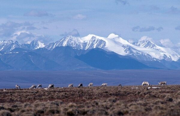 Trump Admin Opens Alaska’s Arctic Refuge to ‘Environmentally Benign’ Oil Drilling Trump Admin Opens Alaska’s Arctic Refuge to ‘Environmentally Benign’ Oil Drilling - Sputnik International