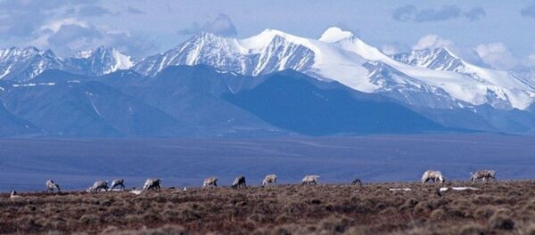 Caribou graze on the coastal plain of the Arctic National Wildlife Refuge, with the Brooks Range as a backdrop. Caribou graze on the coastal plain of the Arctic National Wildlife Refuge, with the Brooks Range as a backdrop. - Sputnik International