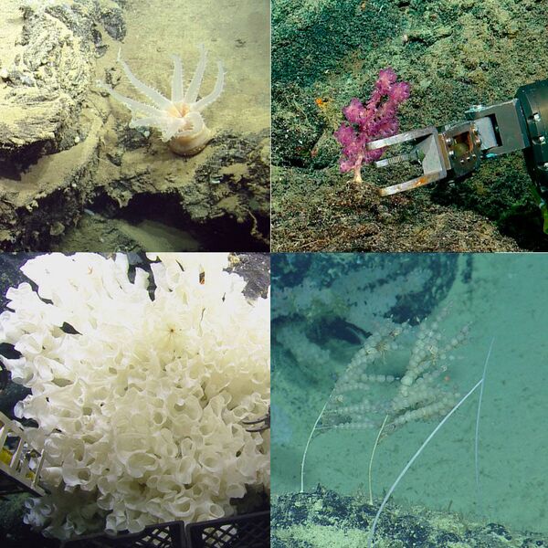 Photos: Marine Scientists Discover 30 New Species Hidden Deep in Galapagos Waters Photos: Marine Scientists Discover 30 New Species Hidden Deep in Galapagos Waters - Sputnik International