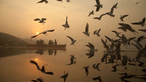 Seagulls Celebrating Wintry Mornings in Delhi on Yamuna Banks - Sputnik International