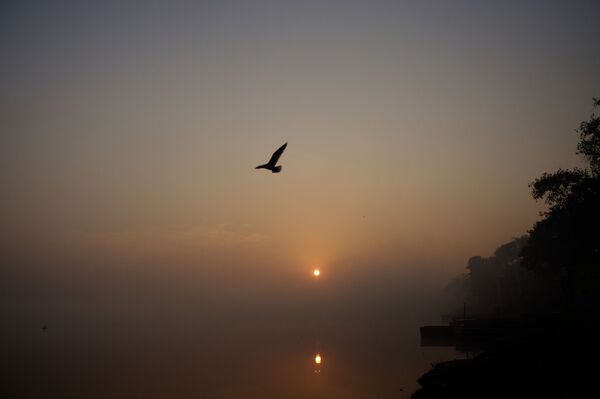 World Photography Day: Visiting Yamuna River to Capture Its Pristine Glory in Delhi World Photography Day: Visiting Yamuna River to Capture Its Pristine Glory in Delhi - Sputnik International