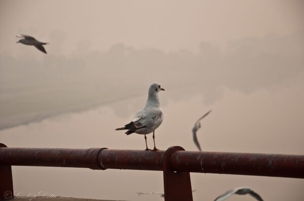 World Photography Day: Visiting Yamuna River to Capture Its Pristine Glory in Delhi World Photography Day: Visiting Yamuna River to Capture Its Pristine Glory in Delhi - Sputnik International