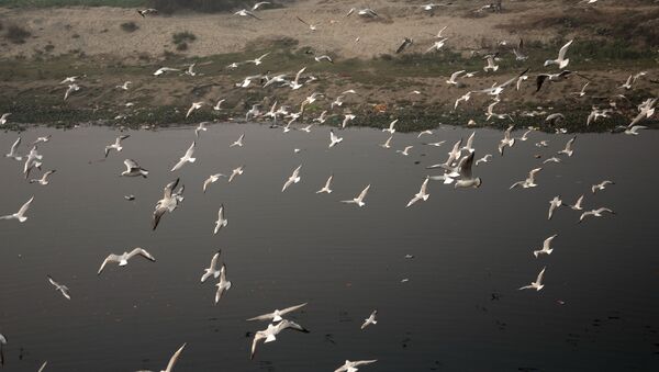 When Seagulls Take a Flight Over Polluted Water of Yamuna - Sputnik International