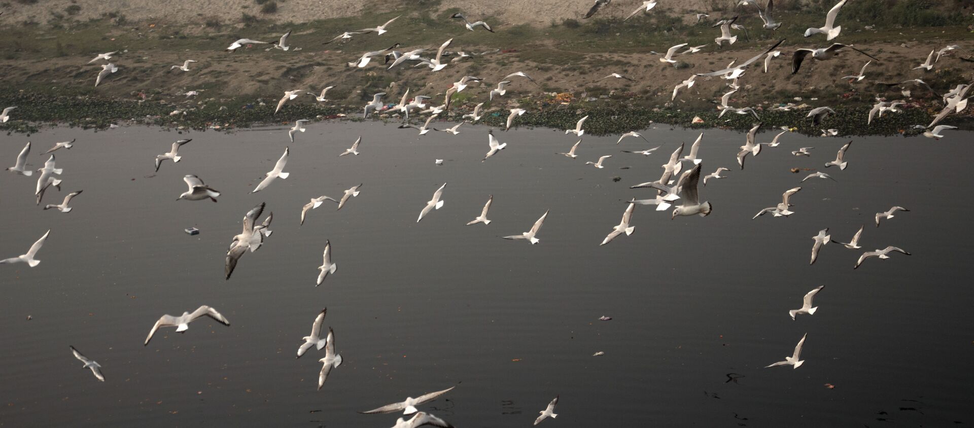 When Seagulls Take a Flight Over Polluted Water of Yamuna - Sputnik International, 1920, 31.12.2020
