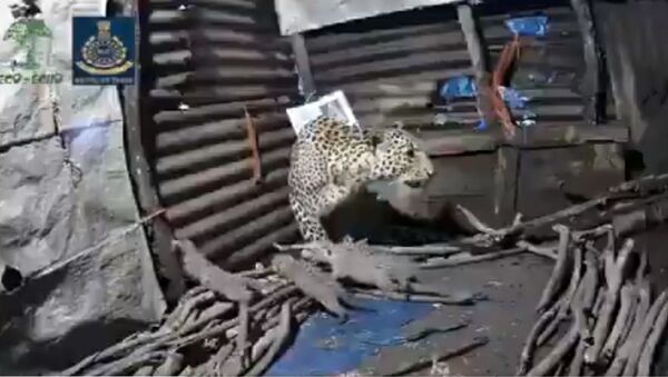 Female leopard gives birth to 4 cubs inside a hut in Nashik, Maharashtra - Sputnik International