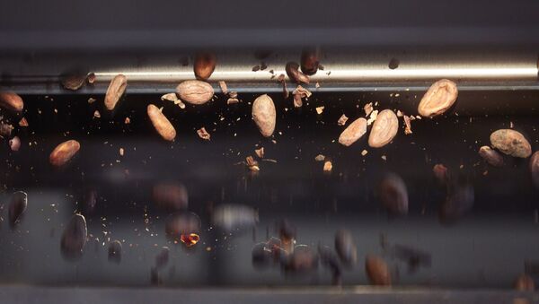 Kakaobohnen bei der Verarbeitung im Kakaomassezentrum in Olten. (PPR/Lindt & Sprüngli/Maurice Haas) - Sputnik International