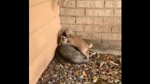 Best friends..   - Sputnik International