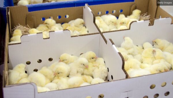 FILE PHOTO – Newly hatched chicks placed in shipping boxes at a hatchery ready to be shipped. At least 4,800 chicks shipped to Maine farmers through the U.S. Postal Service have arrived dead in the recent weeks since rapid cuts hit the federal mail carrier's operations. - Sputnik International