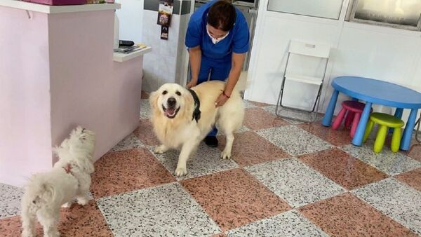 How the Golden Retriever Reacts to a Visit to the Vet   - Sputnik International