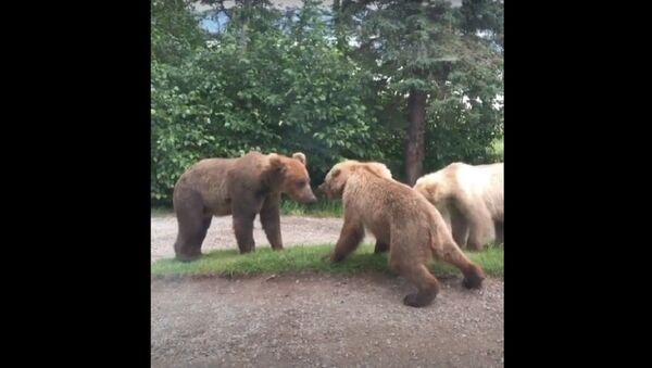 Bears Stand Off on Lodge Pathway   - Sputnik International