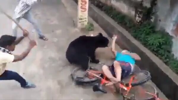 Bear attacks a man in bhawanipatna town today morning - Sputnik International