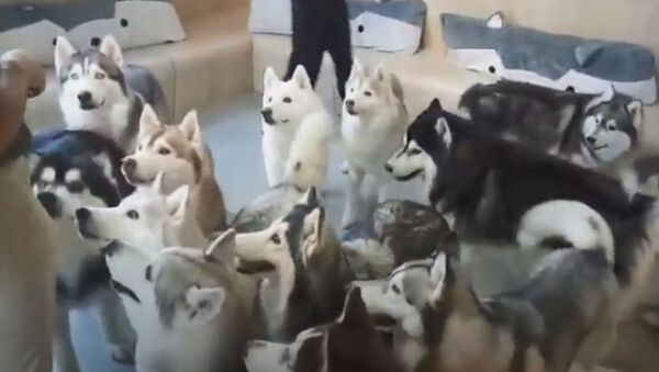 Husky Heaven: Furballs Have Fun at Dog Cafe  - Sputnik International