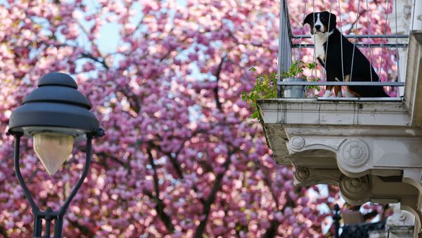 FILE PHOTO: A dog sits on a balcony in the Cherry Blossom Area, a magnet for tourists from all over the world during blossom-time of the cherry trees, in Bonn, Germany, April 8, 2020. REUTERS/Thilo Schmuelgen/File Photo - Sputnik International