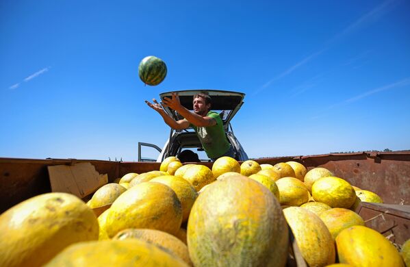 Harvesting watermelons and melons in the Krasnodar region of Russia, 16 August 2020. - Sputnik International