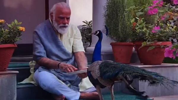 Indian Prime Minister Narendra Modi on Sunday shared a video on Twitter, showcasing his cherished moments and special bond with the peacocks at his residence in Delhi - Sputnik International