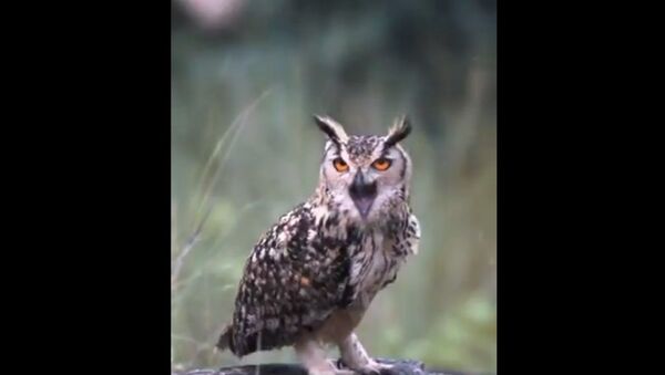 Indian Eagle Owl - Sputnik International