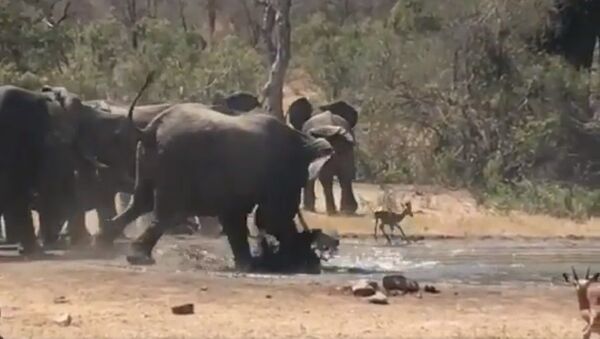 But that doesn’t stop the elephant from rescuing an Impala caught in a waterhole - Sputnik International
