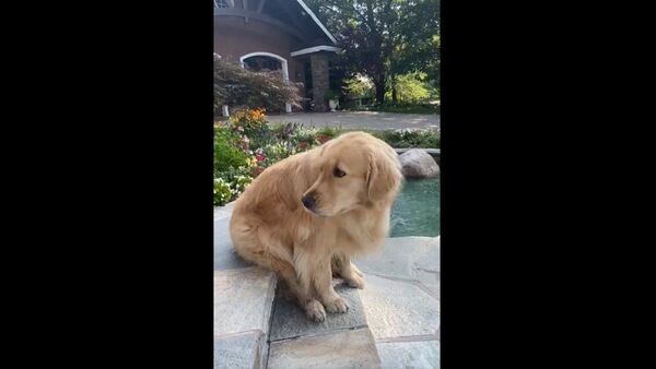 Dog - Sputnik International