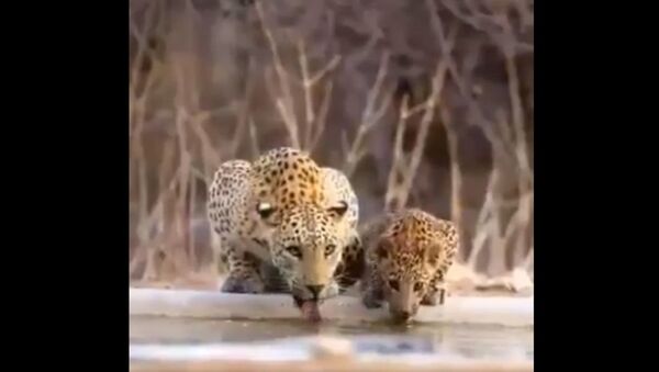 Mamma leopard with cubs.. - Sputnik International