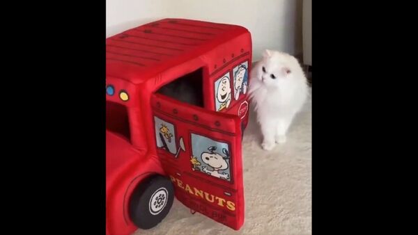 Life School Dear - Sputnik International