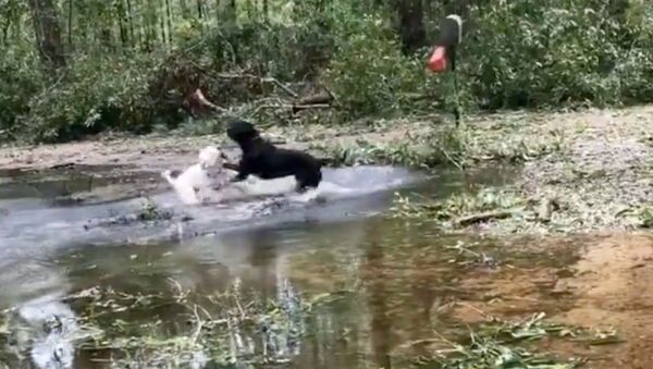 Playful Pups Make the Most of Hurricane-Flooded Front Yard - Sputnik International
