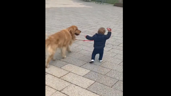 Golden retriever and a kid - Sputnik International