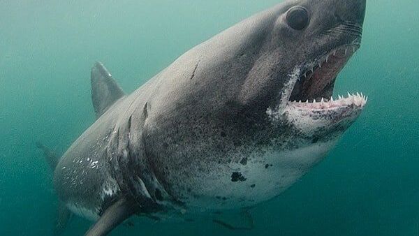 salmon shark  - Sputnik International