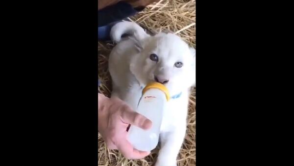 Feeding a baby white lion  - Sputnik International