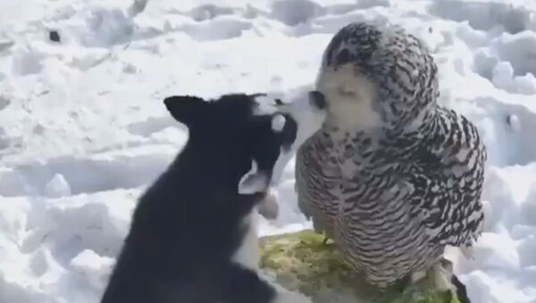 Strange Love: Husky, Owl Friends Enjoy Snow - Sputnik International