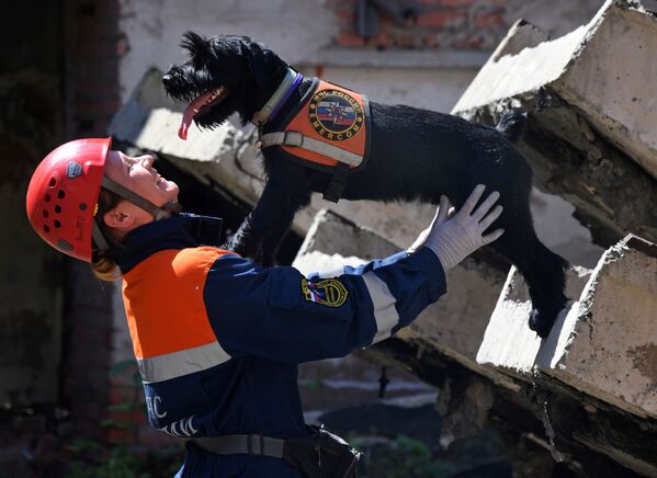 Dog handler at the Vladivostok search and rescue department of the Russian Emergency Situations Ministry, Yekaterina Vorontsova, with her mittelshnauzer Wolt during exercises.  - Sputnik International