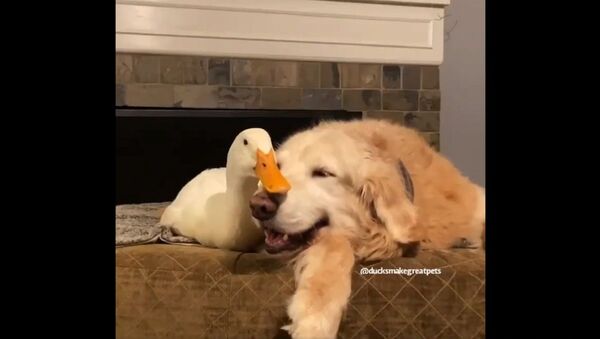 Barclay and Rudy say this is a duckie way to end the day - Sputnik International