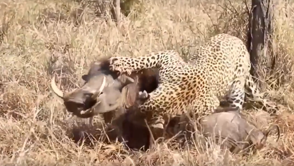 Leopard killing warthog - Sputnik International