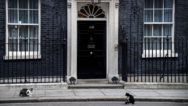  Larry the Downing Street cat and Palmerston the Foreign Office cat square off outside the British Prime Minister's official residence, 10 Downing Street - Sputnik International