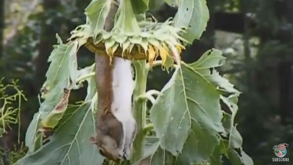Hungry Squirrel Hangs Like Bat - Sputnik International