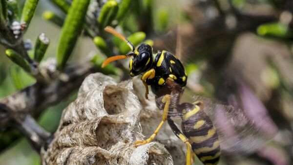 A paper wasp builds a honeycomb shaped paper nest, made from wood fibers gathered and chewed by the insect into a paste-like pulp which it uses with it's saliva to build up the cells into a structure that can have as many as 200 cells, on April 24, 2020 in Montlouis-sur-Loire, Center France.  - Sputnik International