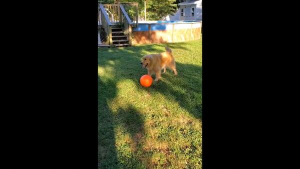 Sonny loves playing with his horse bal - Sputnik International