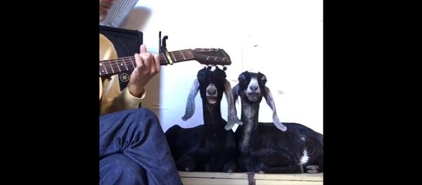 Song - Sputnik International