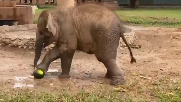 Born to be Footballer! - Sputnik International