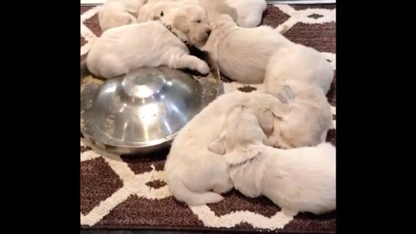 Golden Retriever Channel - Sputnik International