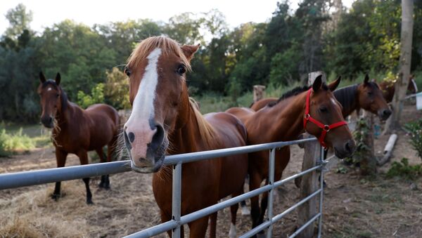 Horses stand in an enclosure at the location of a meeting between local authorities, elected officials and horse breeders whose animals have been victims of mutilation attacks in Plailly, northern France, on September 7, 2020. - French police on September 7 said they had arrested a man on suspicion of mutilating horses, after a string of attacks that have shocked the country. French authorities have been at a loss to explain the attacks, which according to the gendarmerie have seen the ears cut off some 20 horses nationwide, as well as genital mutilations and other cuts. - Sputnik International