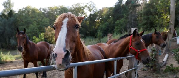 Horses stand in an enclosure at the location of a meeting between local authorities, elected officials and horse breeders whose animals have been victims of mutilation attacks in Plailly, northern France, on September 7, 2020. - French police on September 7 said they had arrested a man on suspicion of mutilating horses, after a string of attacks that have shocked the country. French authorities have been at a loss to explain the attacks, which according to the gendarmerie have seen the ears cut off some 20 horses nationwide, as well as genital mutilations and other cuts. - Sputnik International