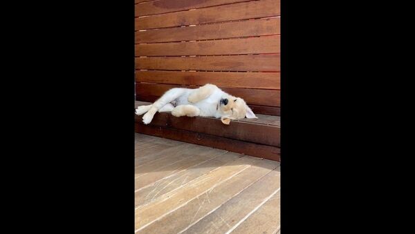 Golden Retriever Pup Struggles to Get Comfy - Sputnik International